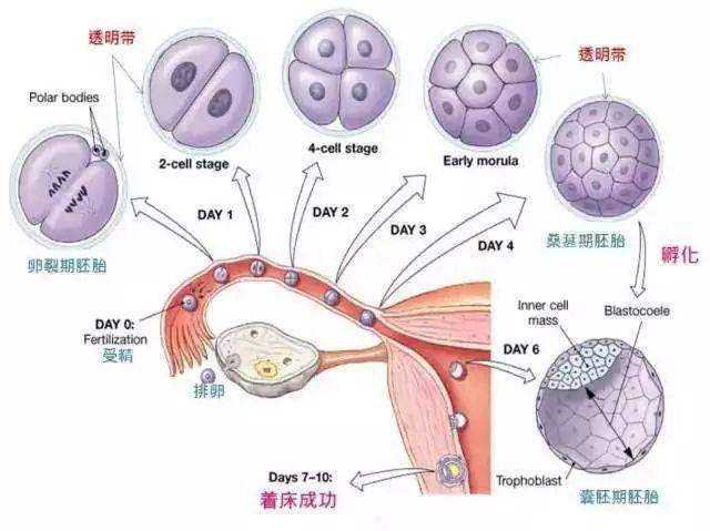 孕期香港验血浓度不够,试管婴儿技术真的可以完全避免宫外孕的发生吗？